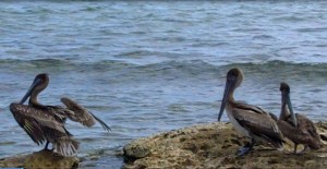 Vacation Pod of Pelicans Mexico